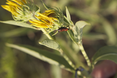 Rhodobaenus tredecimpunctatus