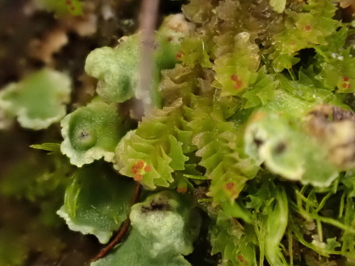 Lophoziopsis