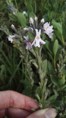 Chascanum latifolium