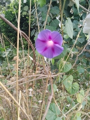 Ipomoea