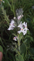 Chascanum latifolium