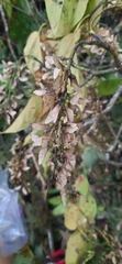 Acer sikkimense