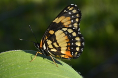 Chlosyne lacinia saundersi