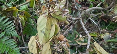 Acer sikkimense