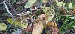 Acer sikkimense