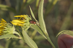 Rhodobaenus tredecimpunctatus