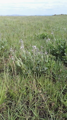 Chascanum latifolium