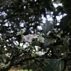 Crataegus monogyna