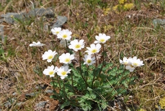 Callianthemum sajanense