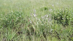 Chascanum latifolium