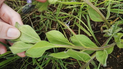 Chascanum latifolium