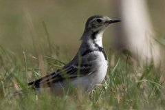 Motacilla alba