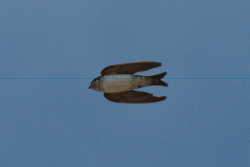 Hirondelle de fenêtre, jeune
