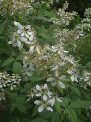 Rubus × collinus