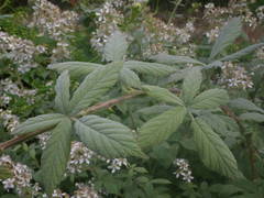 Rubus × collinus