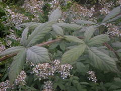 Rubus × collinus