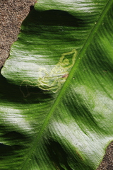 Phytomyza scolopendri