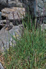 Poa alpigena