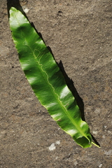 Phytomyza scolopendri