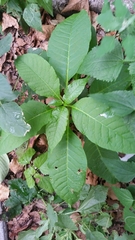 Phytolacca americana