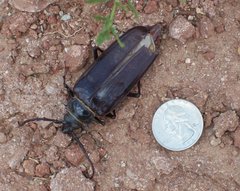 Derobrachus geminatus