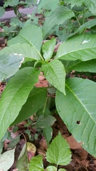 Phytolacca americana