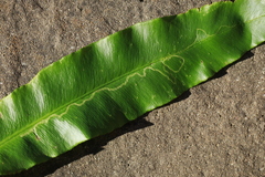 Phytomyza scolopendri