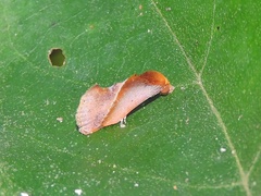 Arsacia rectalis