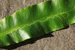 Phytomyza scolopendri