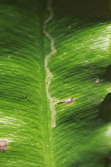 Phytomyza scolopendri