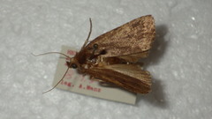 Amphipyra tragopoginis