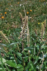 Macropodium nivale