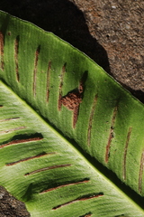 Psychoides filicivora