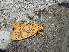 Miltochrista obsoleta