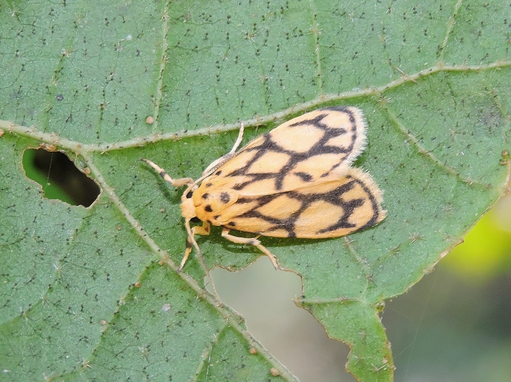Miltochrista conjunctana