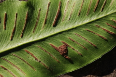 Psychoides filicivora