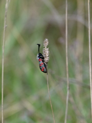 Zygaena rhadamanthus