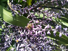 Apis mellifera