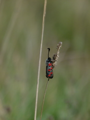 Zygaena rhadamanthus