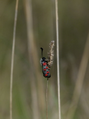 Zygaena rhadamanthus