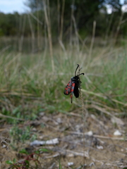 Zygaena rhadamanthus