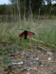Zygaena rhadamanthus