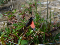 Zygaena rhadamanthus