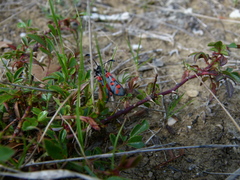 Zygaena rhadamanthus