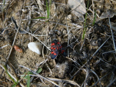 Zygaena rhadamanthus