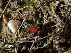 Zygaena rhadamanthus