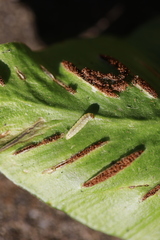 Psychoides filicivora