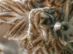 Hippolyte commensalis