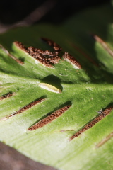 Psychoides filicivora