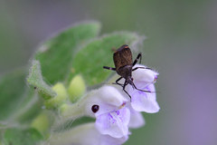 Closterotomus cinctipes